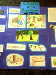 Layers of the Rainforest student project